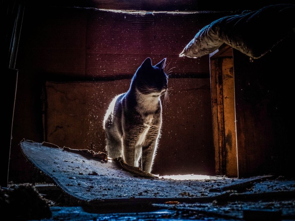 Photo #12223403