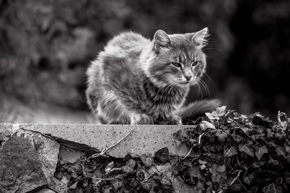 Photograph by Сергей Шпаков