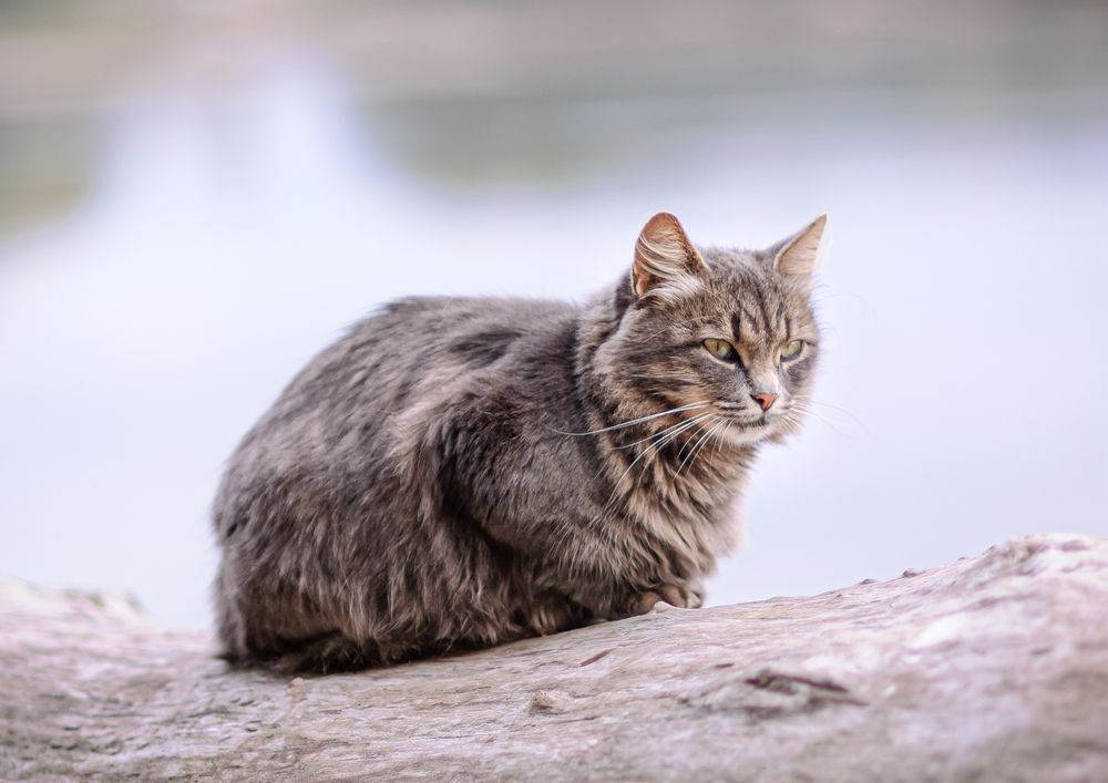 Фотография автора Юрий