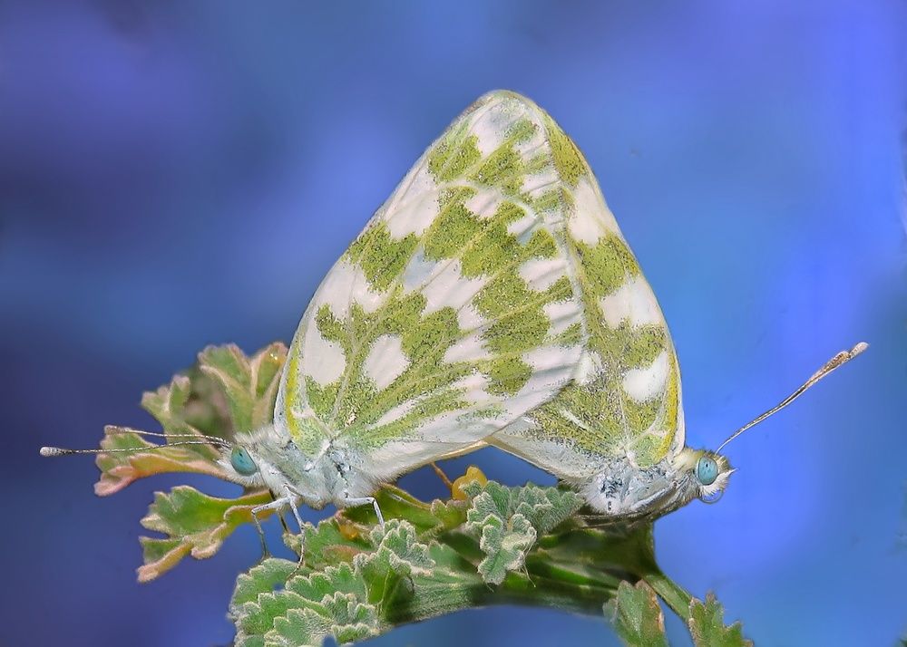 Фотография автора Amin Ghaffarian