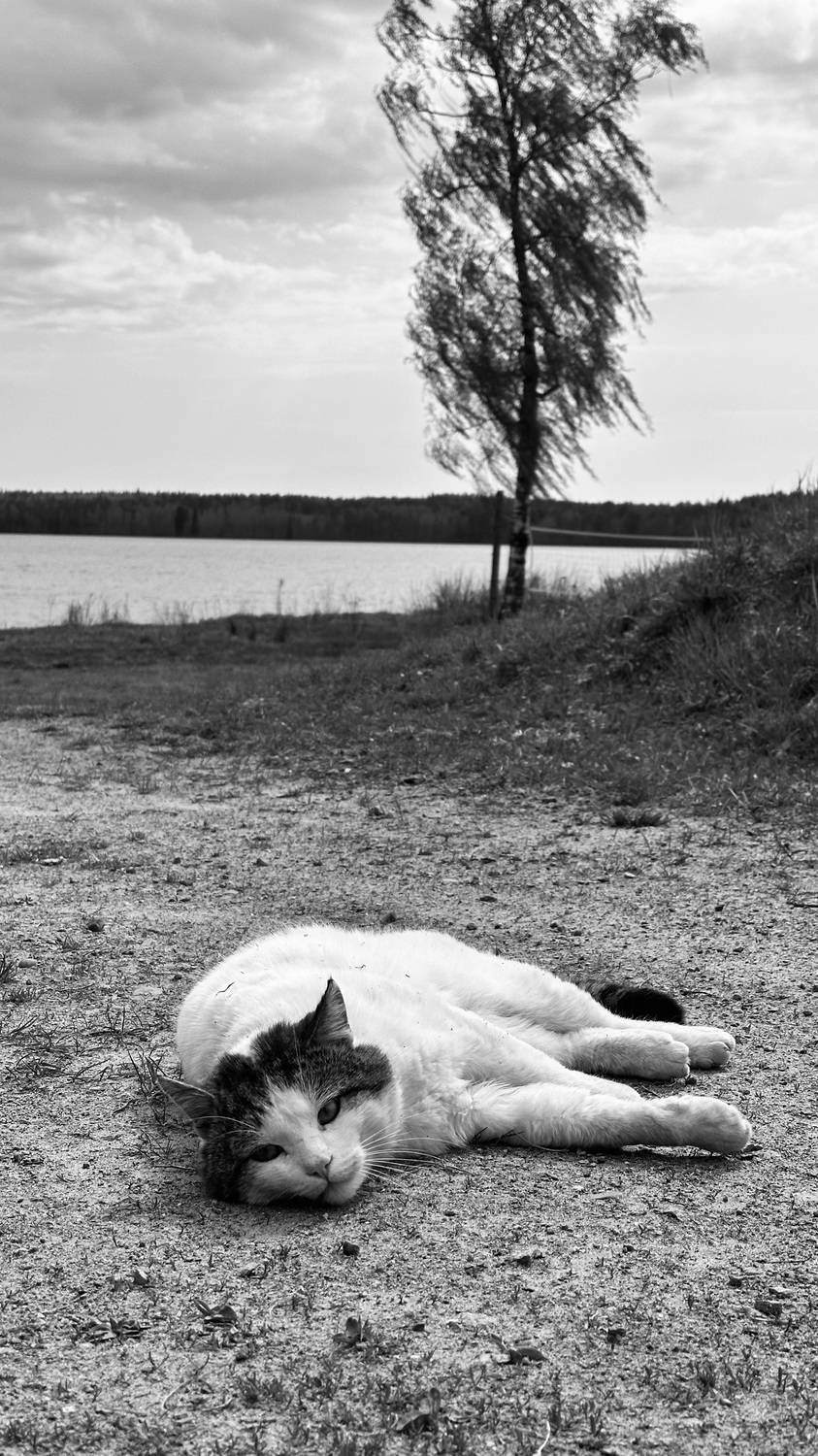 Photo #12223858