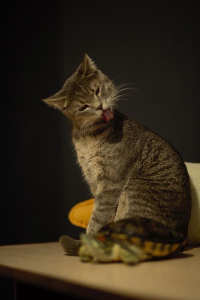 Фотография автора Елена Чиликина