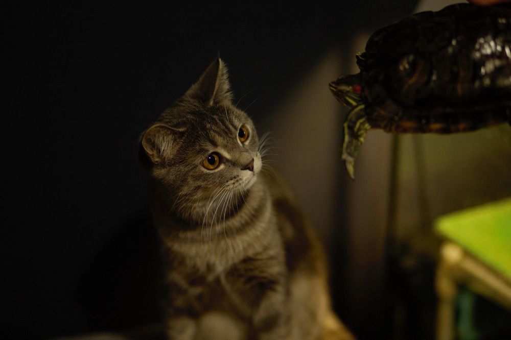 Фотография автора Елена Чиликина