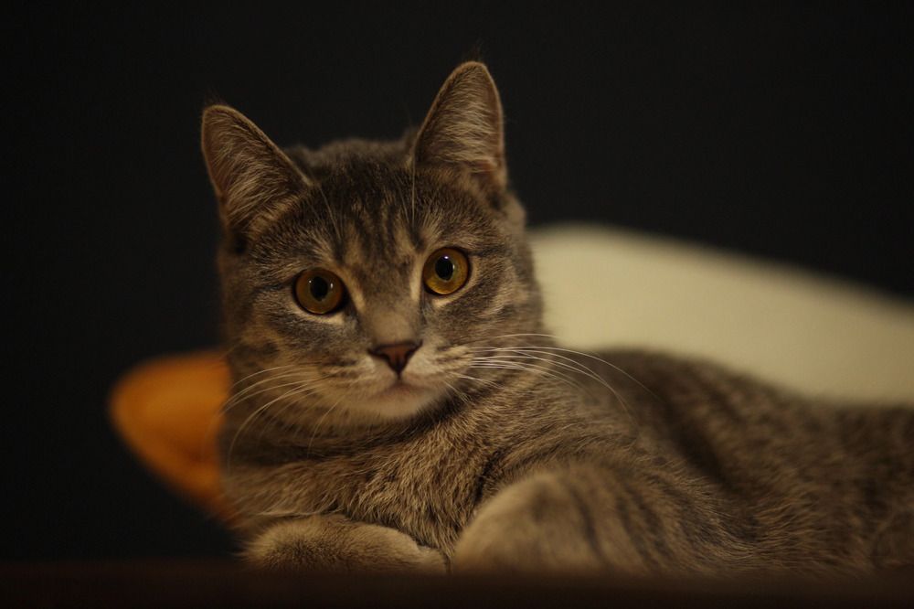 Фотография автора Елена Чиликина