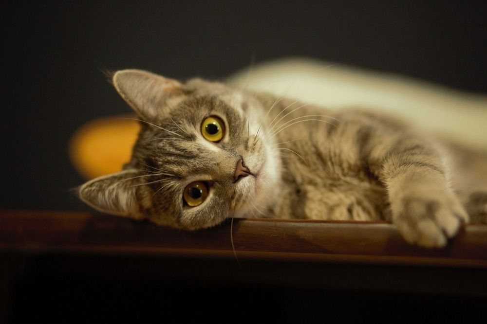 Фотография автора Елена Чиликина