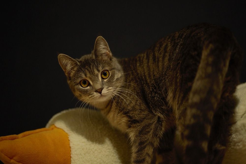 Фотография автора Елена Чиликина