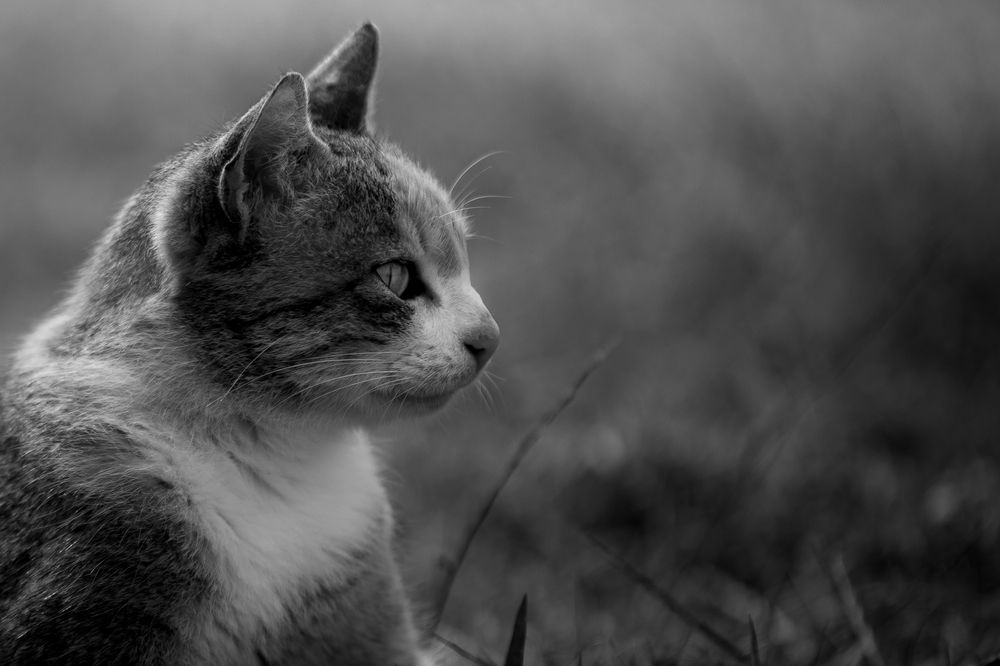 Photograph by Amir Negaresh
