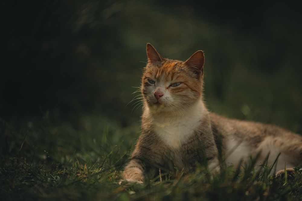 Photograph by Amir Negaresh