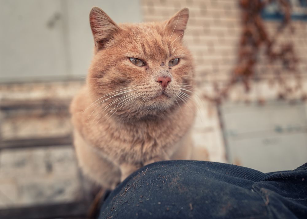 Рыжик Джинни