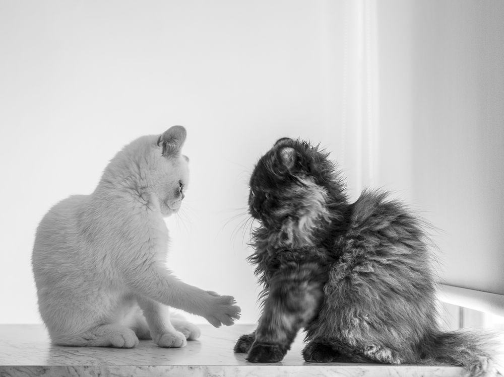 Photograph by Armando López-Guerrero