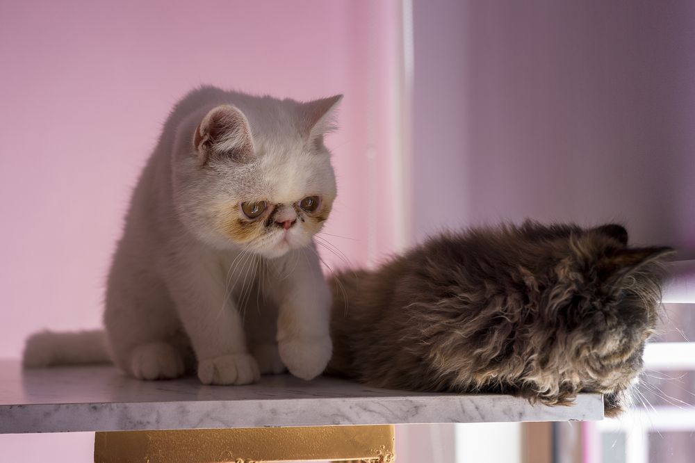 Photograph by Armando López-Guerrero