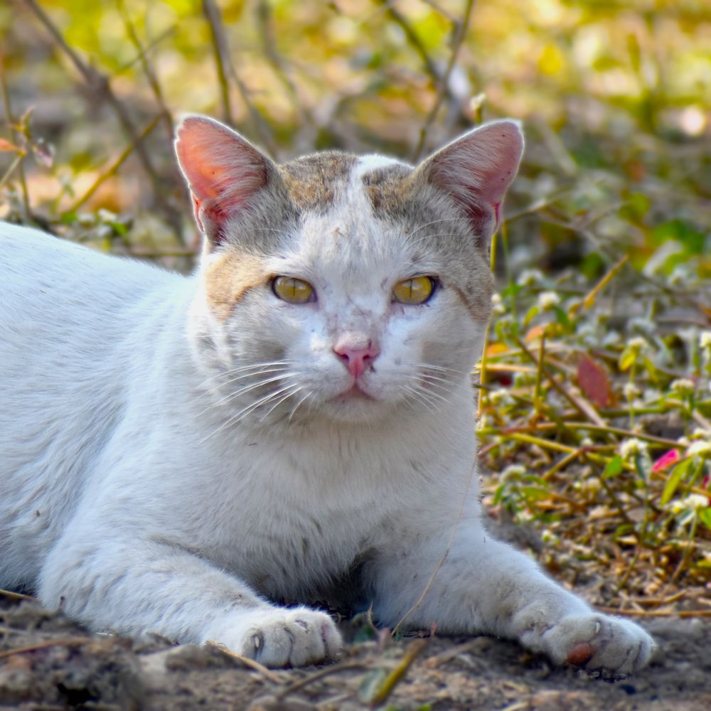 Photograph by Bhanupriya Marke