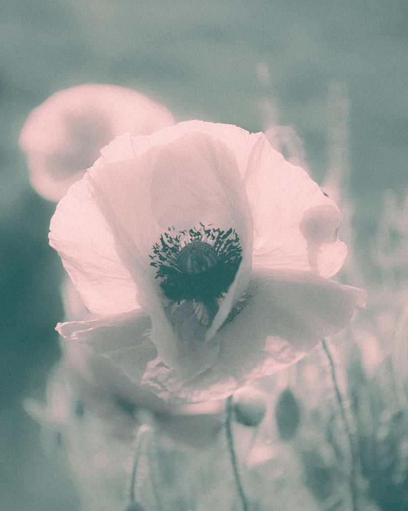 Photograph by Alexey Rodionov