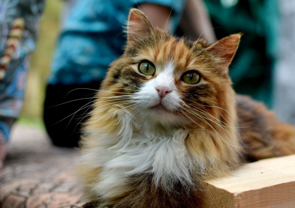 Photograph by Артем Великанов