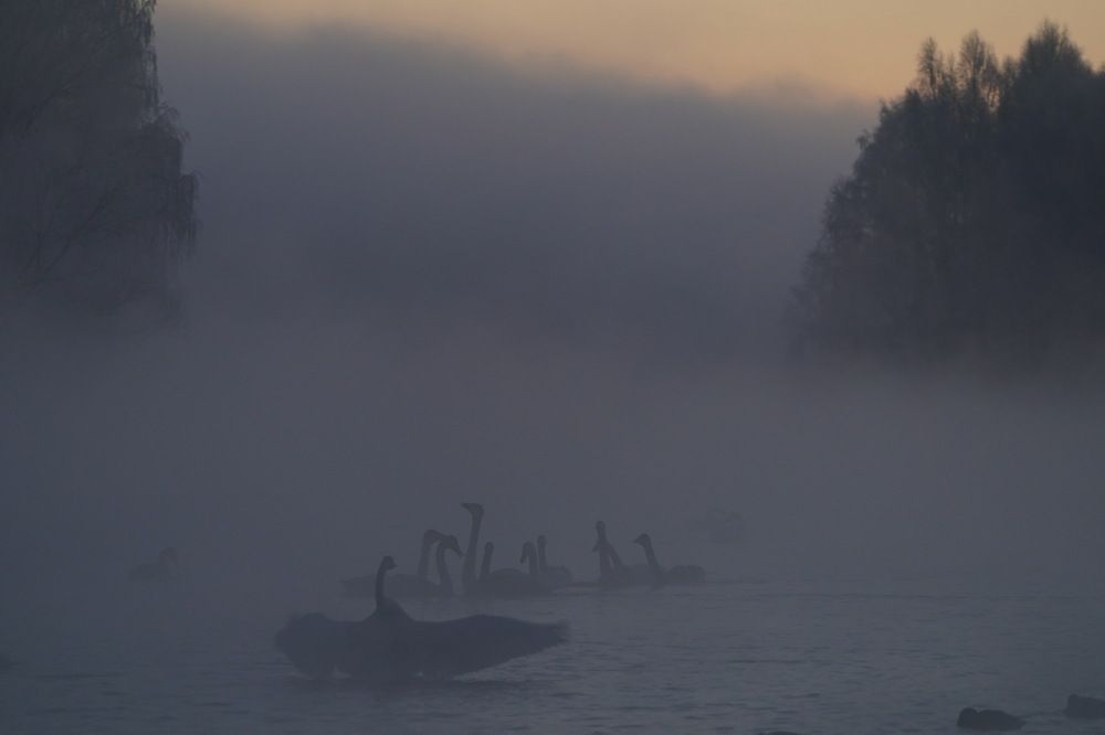 Рассветные объятия