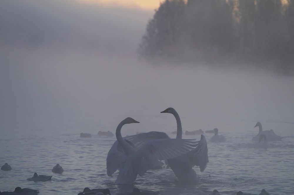 Белый танец