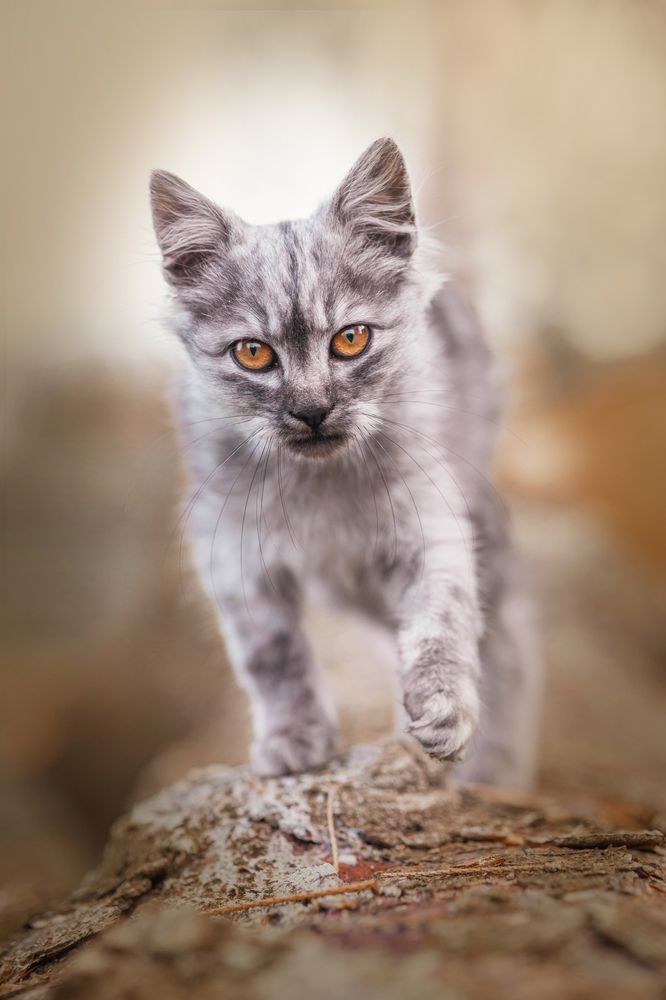 Photograph by Tereza Rozehnalová