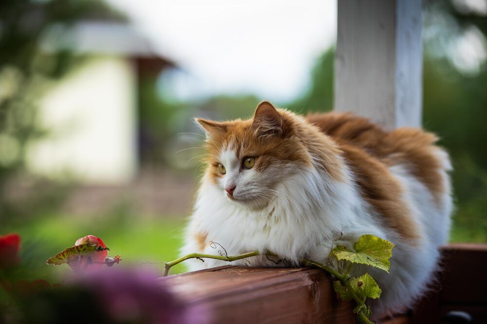 Мой кот. Рыжий.