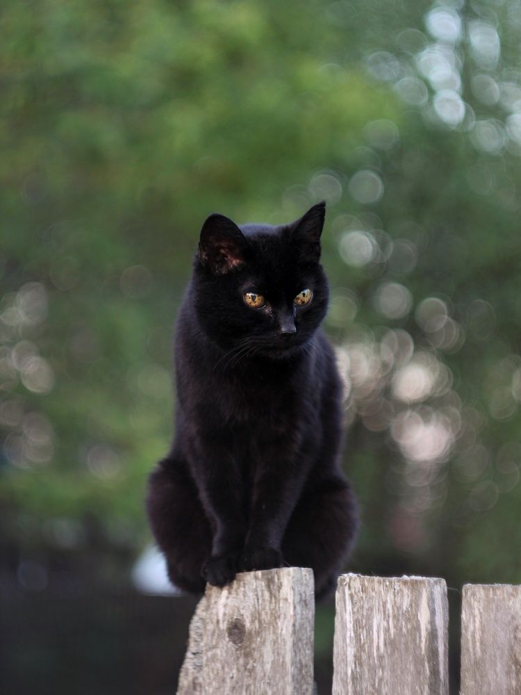 Фотография автора Андрей Шестаков