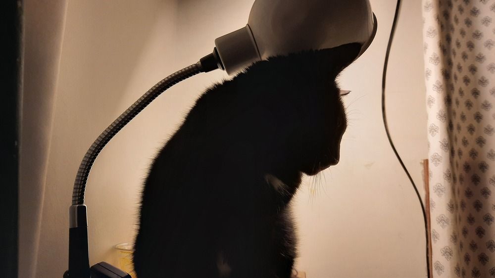 Фотография автора Anabela Maria Lima Silva