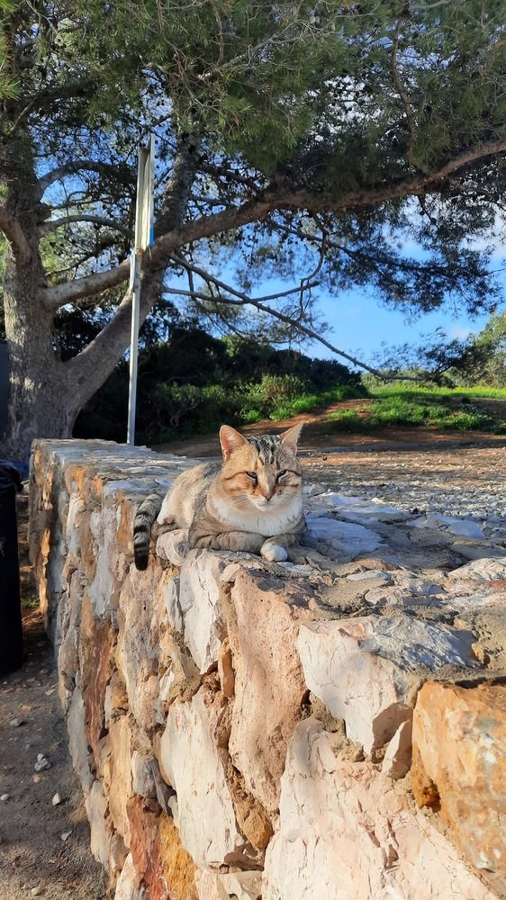 Фотография автора Anabela Maria Lima Silva