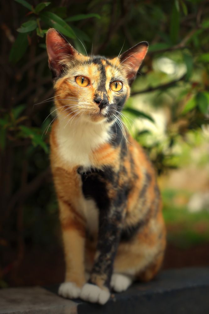Beautiful Cat
