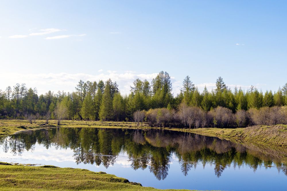 Отражение леса,