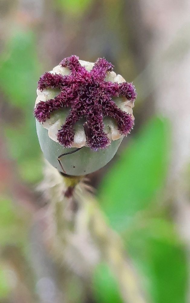 Photograph by Claudia Freitas