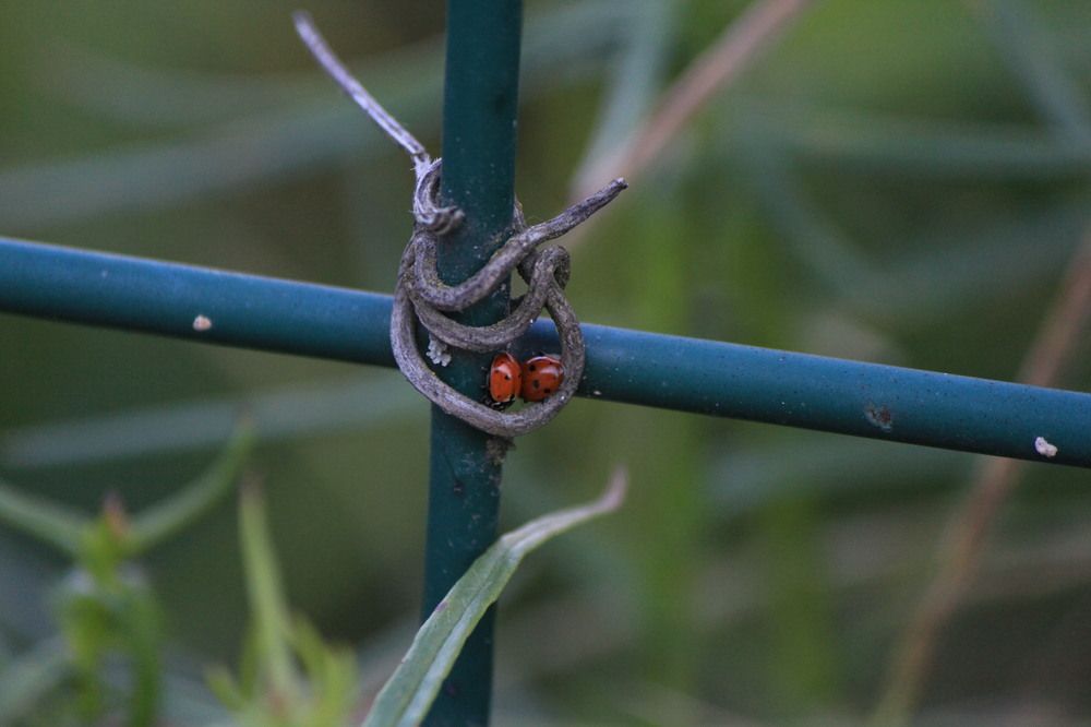 Photograph by Claudia Freitas