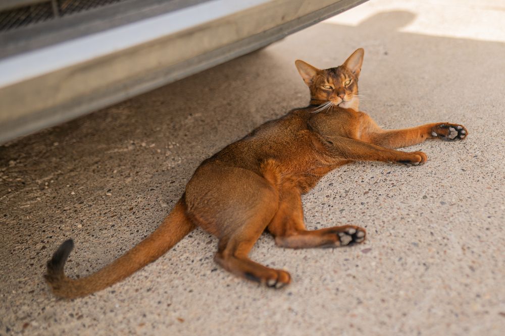 Фотография автора Евгений Кириллов