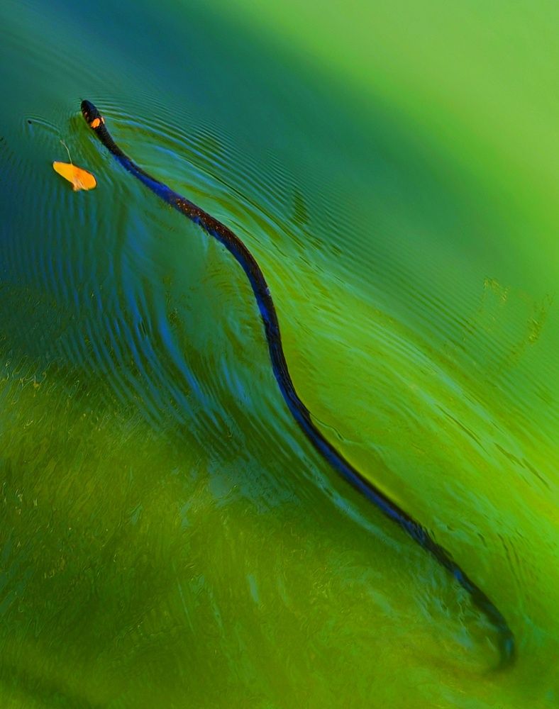 Photograph by Сергей Кошин