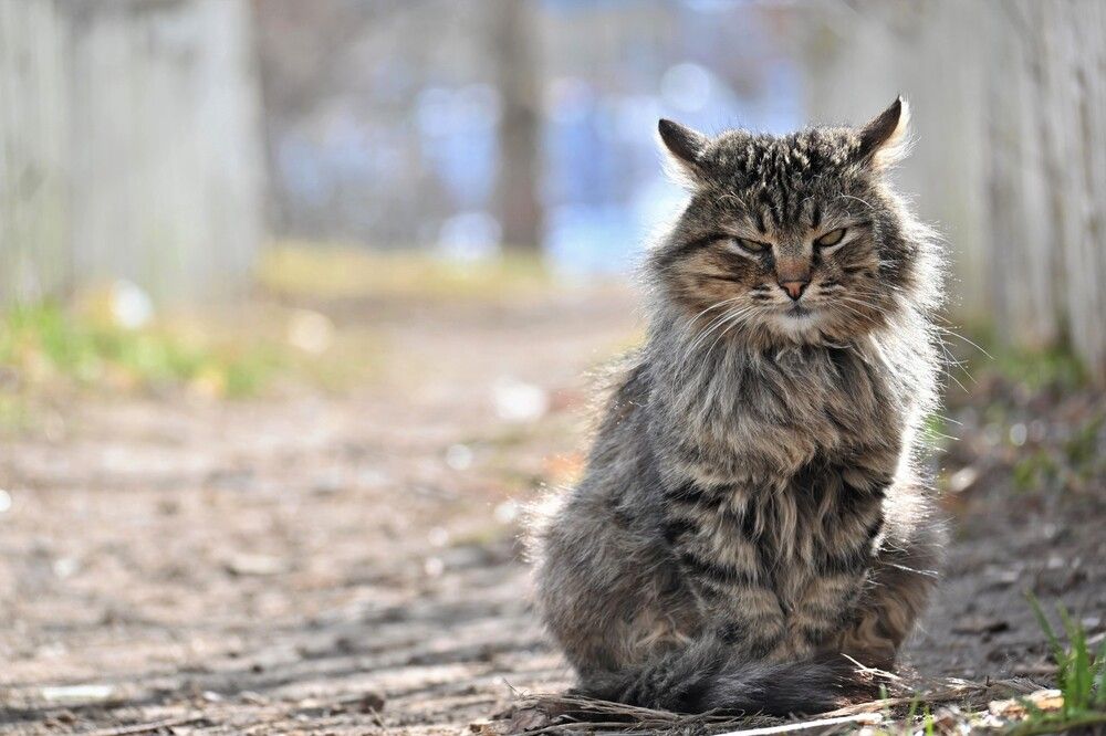 Фотография автора IRINA FILIPPOVA