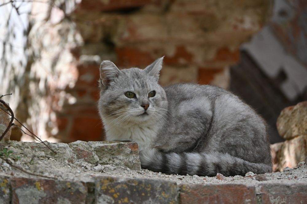 Фотография автора IRINA FILIPPOVA