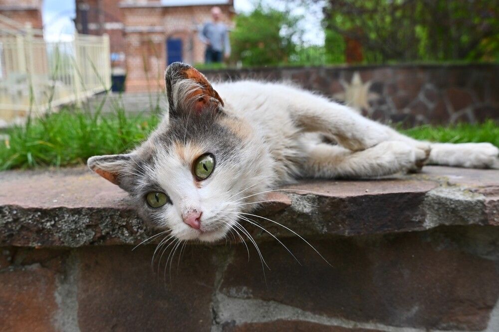 Фотография автора IRINA FILIPPOVA