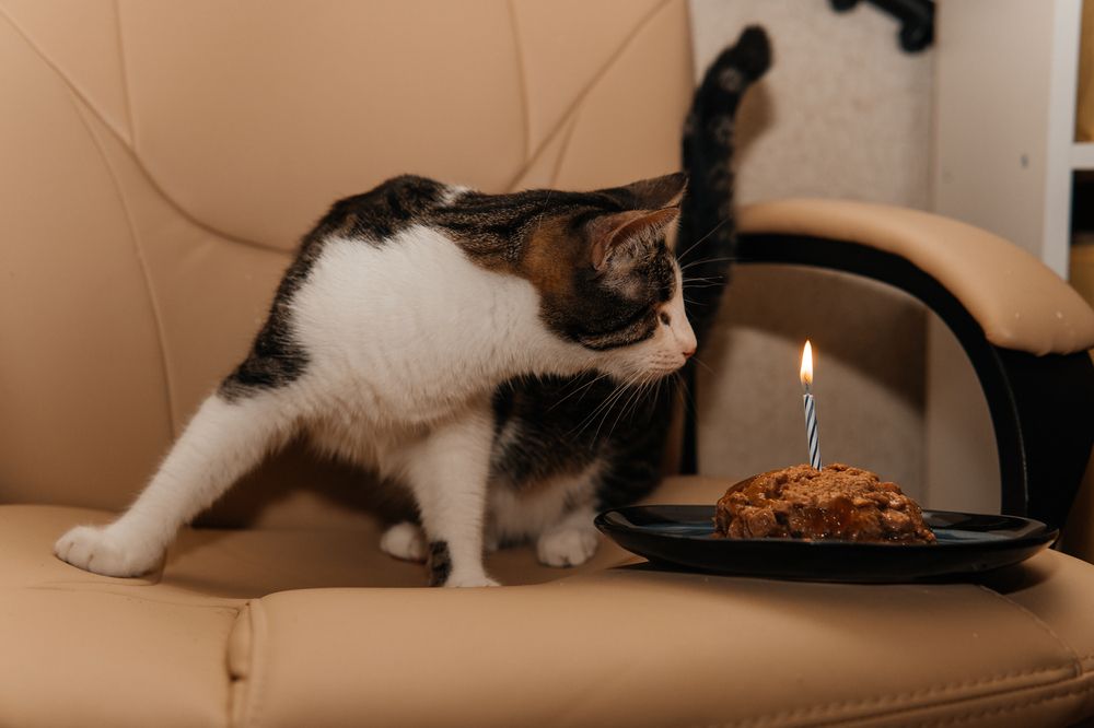 Фотография автора Вячеслав Афанасьев