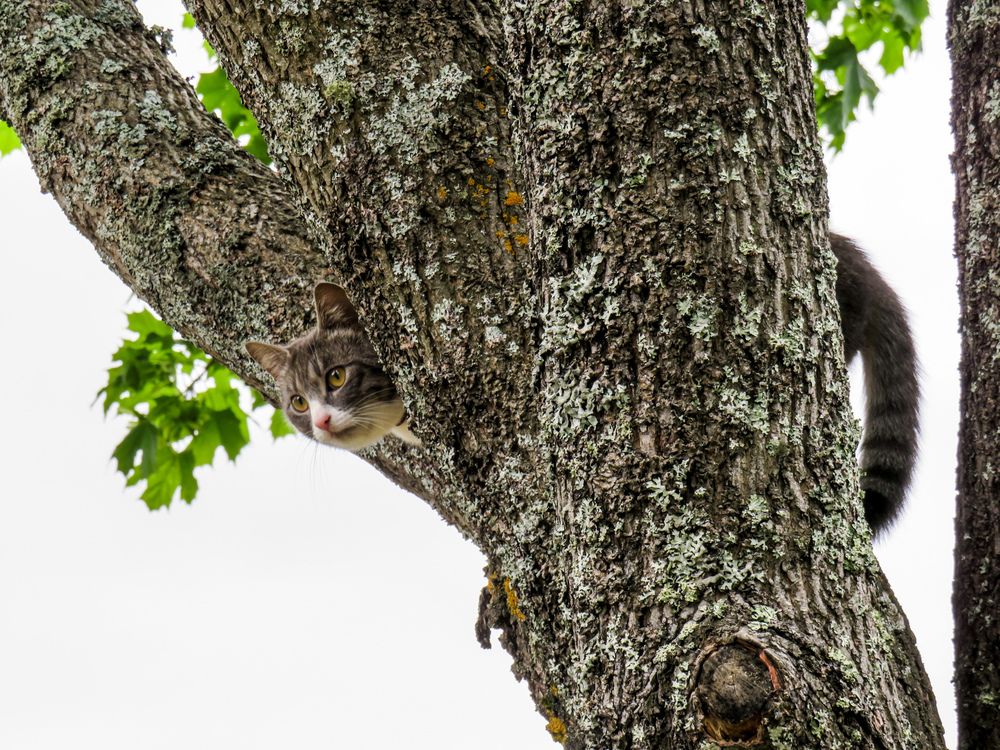 Cat on a tree