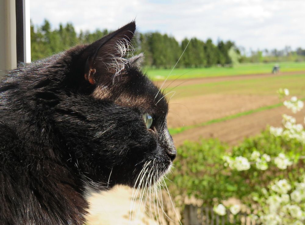 The cat looks out the window