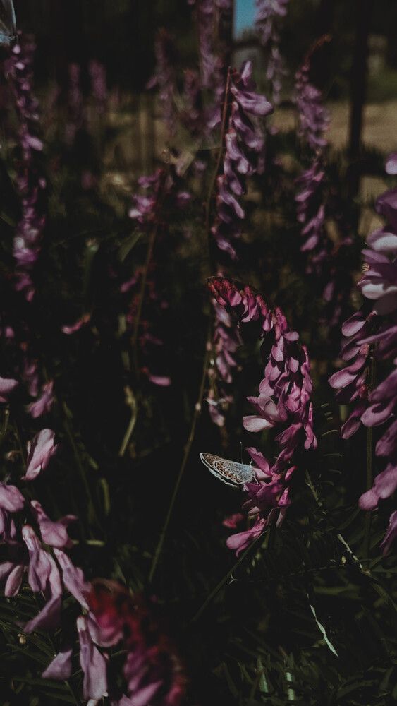 Photograph by Елена (Reed) Кузнецова