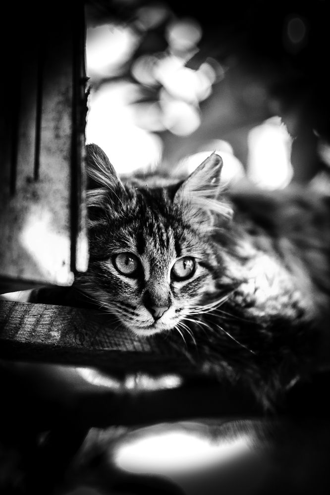 Фотография автора Лупина Михаил