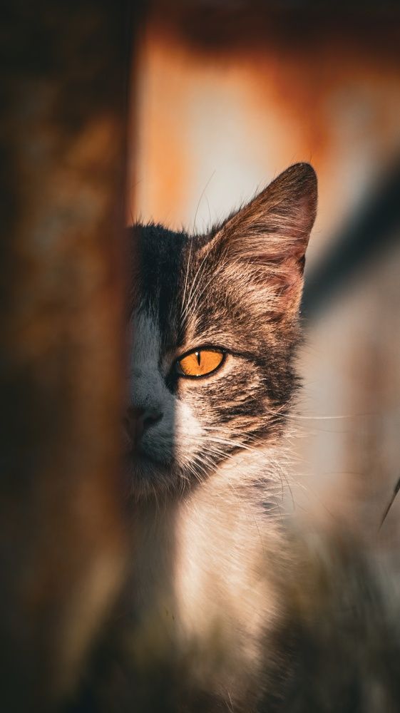 Photograph by Даниил Сырбу