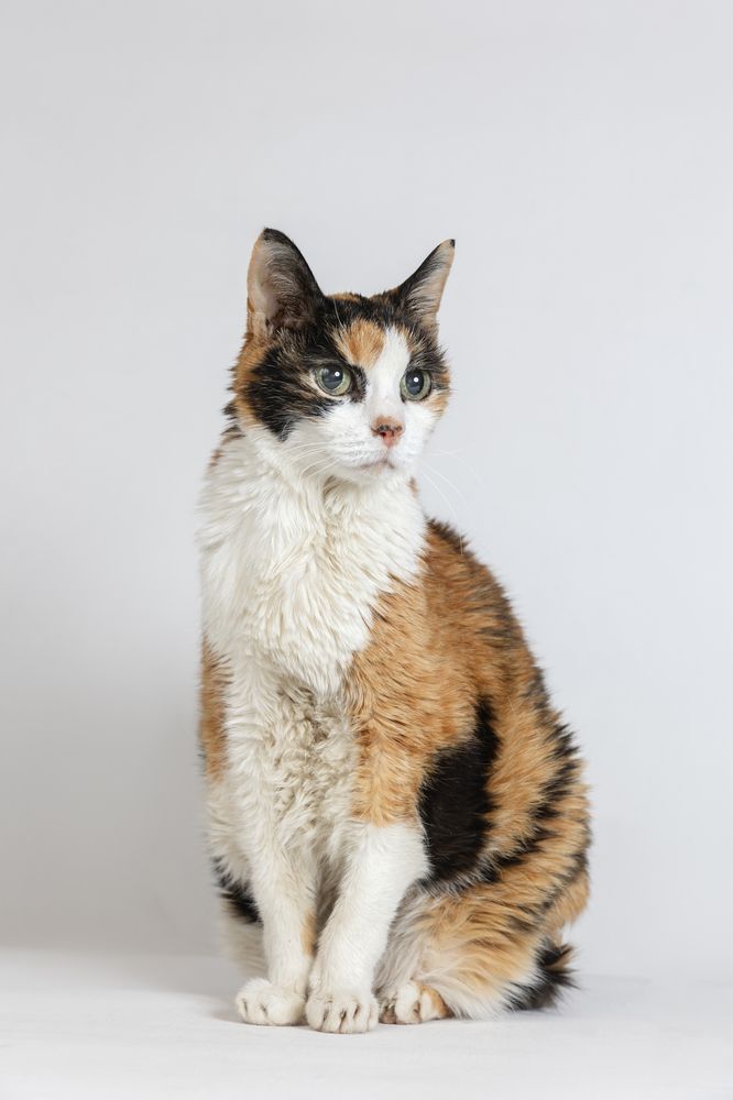 Трёх цветная кошечка на белом фоне, 19лет