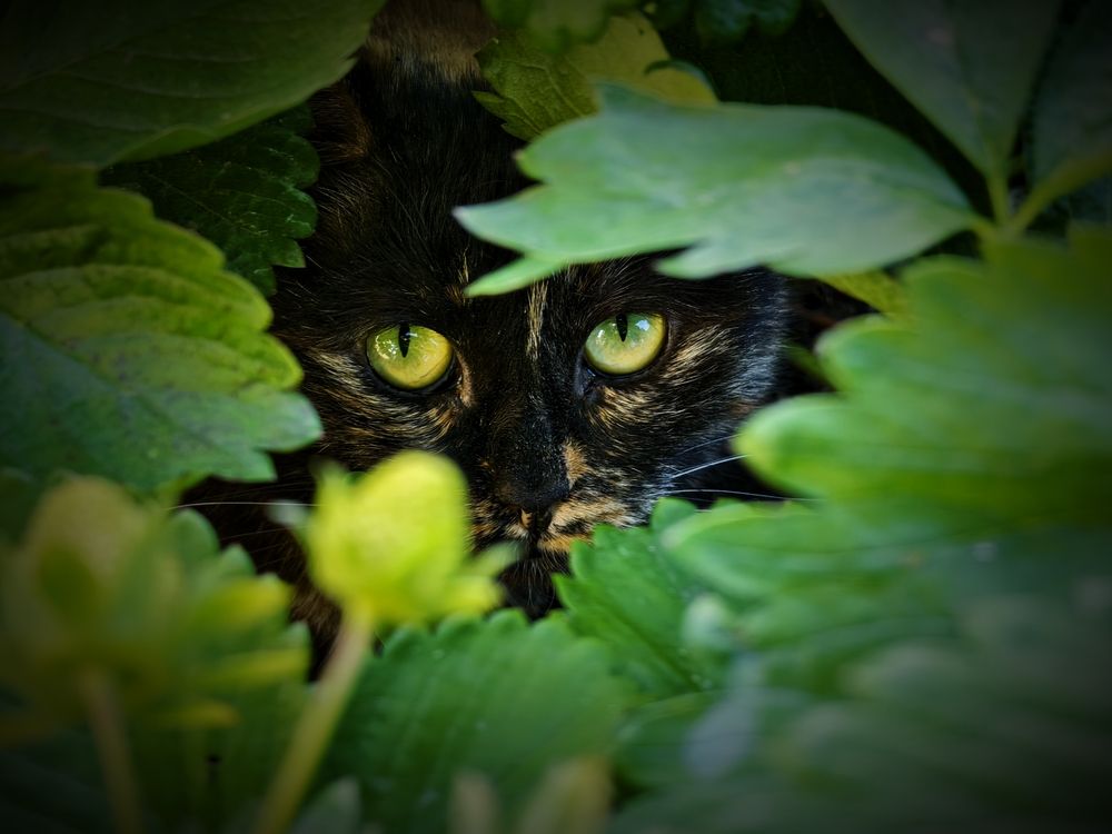 Фотография автора Olga Shchetinina