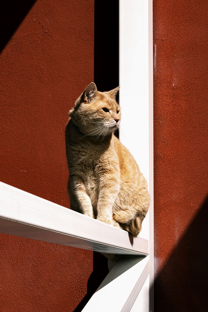 Фотография автора Ирина Гриценко