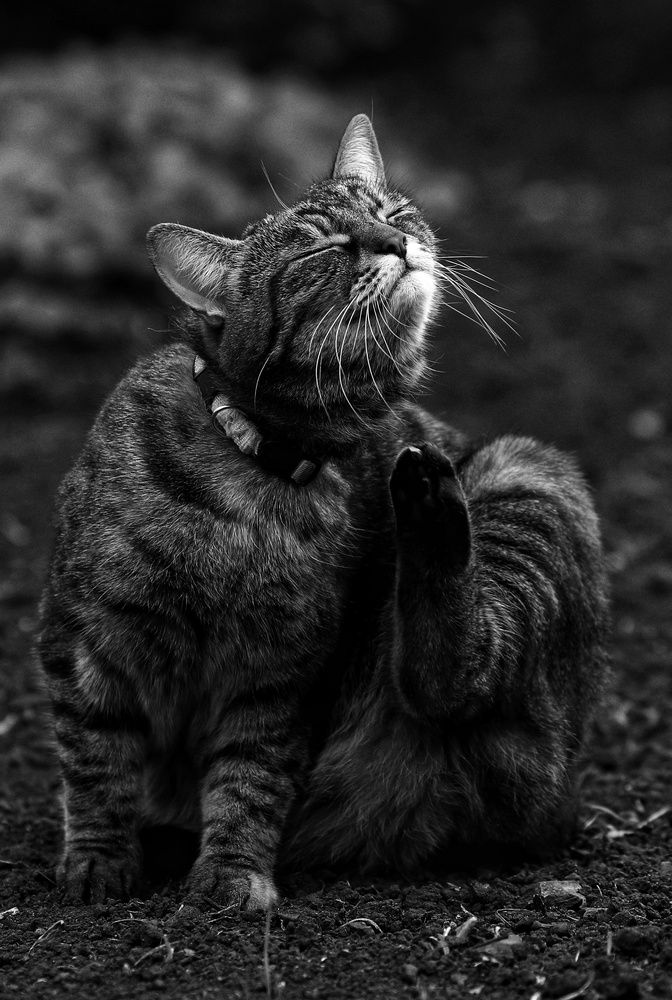 Фотография автора Pavel Levashov