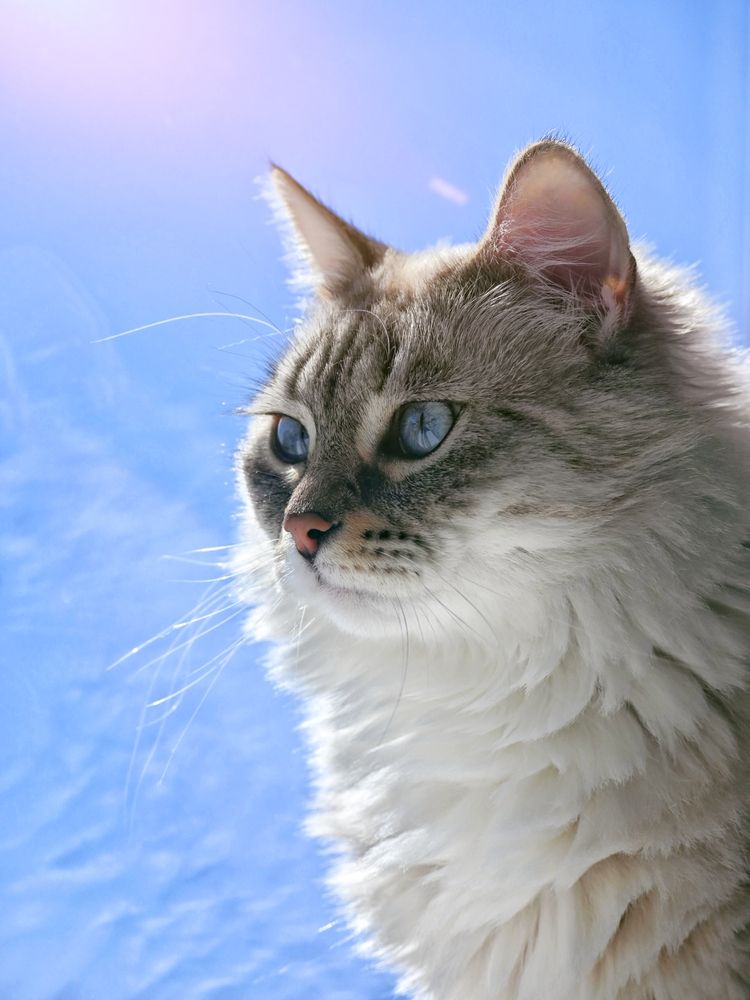 Фотография автора Olga Shchetinina