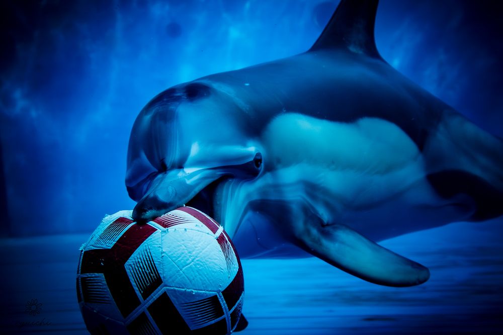 Photograph by ryuichi