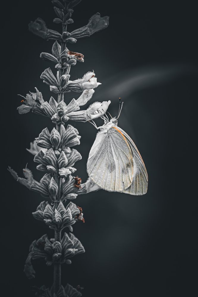 Photograph by ryuichi