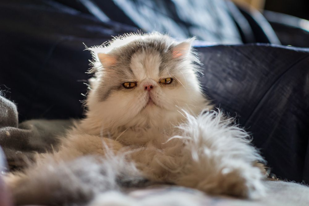 Фотография автора Mika Mgla