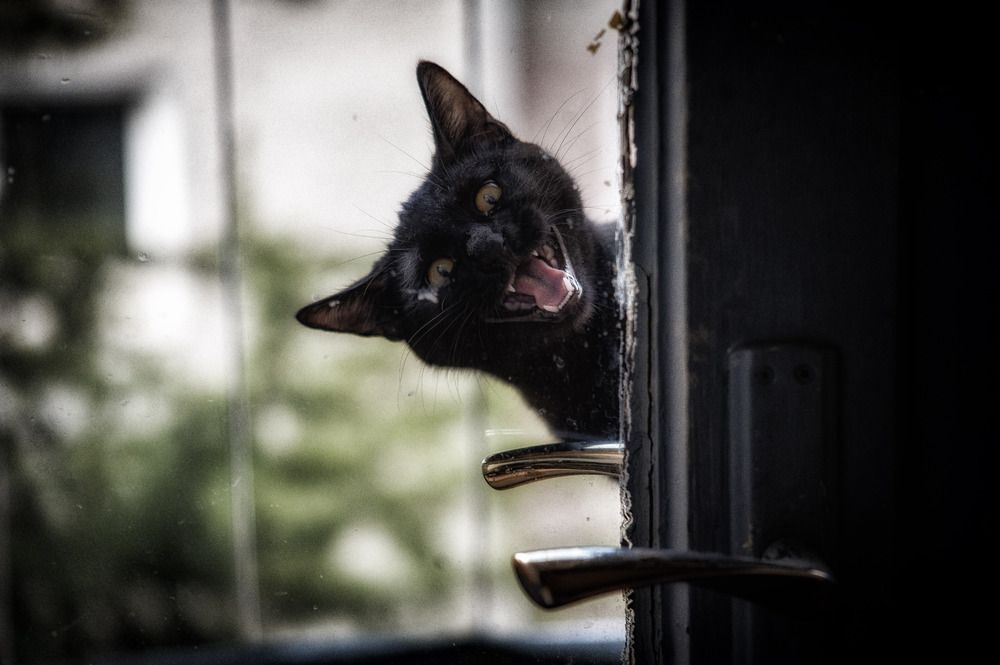 Photograph by DAMOUN POURNEMATI