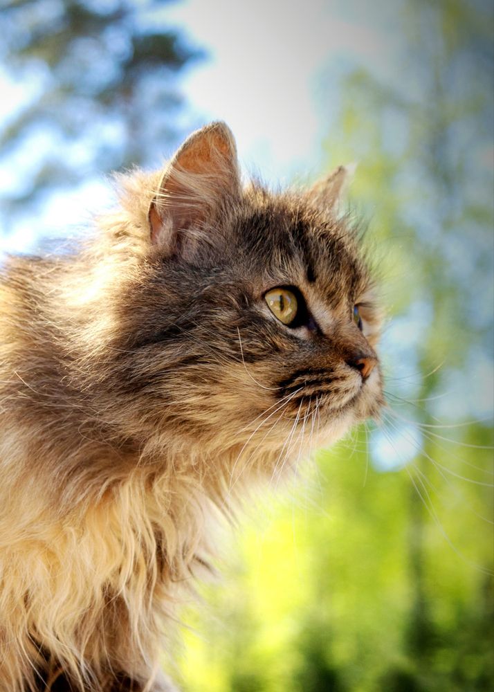 Фотография автора Lija Mežecka